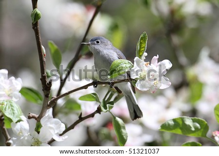 Blue-gray Gnatcatcher (Polioptila caerulea) perched on a branch with apple blossoms