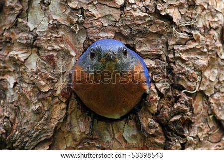 Eastern Bluebird (Sialia sialis) on a tree in a nest hole