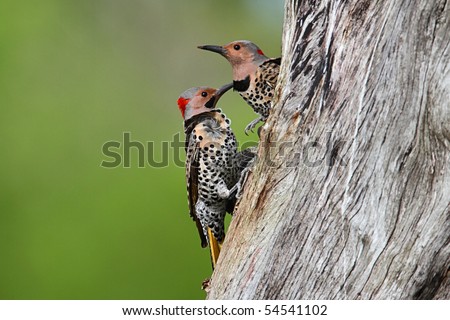 Northern Flickers (Colaptes auratus) on a tree trunk clearing wood out of a nest hole