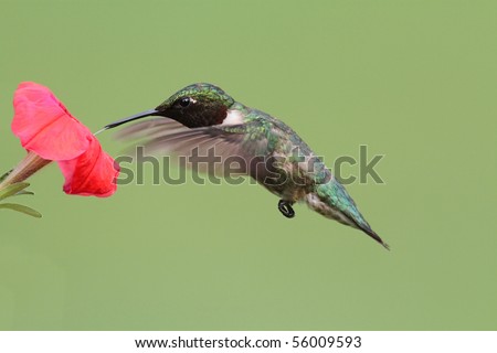 Male Ruby-throated Hummingbird (archilochus colubris) in flight with a red flower and a green background