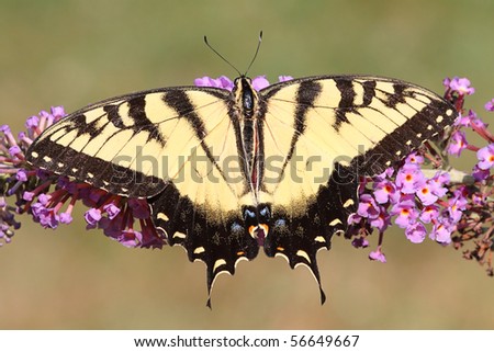 Eastern Tiger Swallowtail (papilio glaucas) Butterfly on a purple Butterfly Bush flower