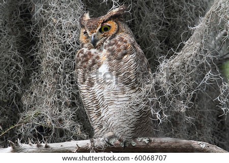 Great Horned Owl (Bubo virginianus) perched in a tree with Spanish Moss in the Florida Everglades