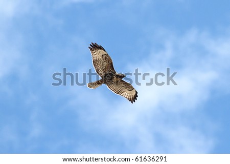 Juvenile Western Red-tailed Hawk (buteo jamaicensis) flying against a blue sky