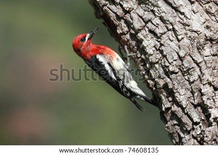 Red-breasted Sapsucker (Sphyrapicus ruber) on a tree trunk clearing out a nest hole