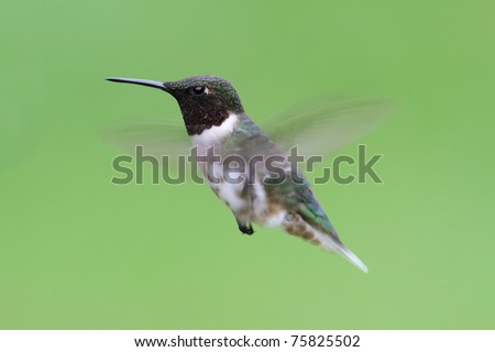 Male Ruby-throated Hummingbird (archilochus colubris) in flight with green background