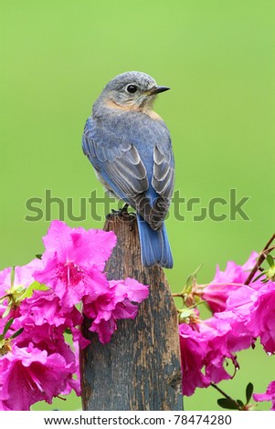 Female Eastern Bluebird (Sialia sialis) on a fence with azalea flowers