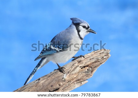 Blue Jay (corvid cyanocitta) perched on a stump with a blue sky background
