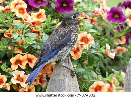 Juvenile Eastern Bluebird (Sialia sialis) on a fence covered with flowers