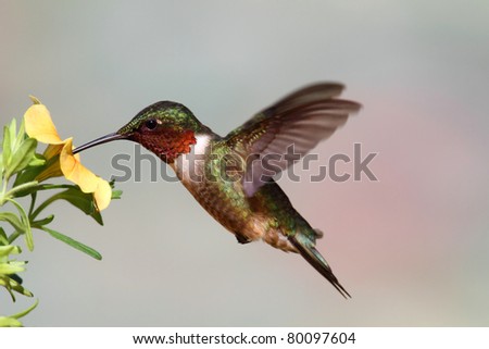 Male Ruby-throated Hummingbird (archilochus colubris) in flight with a yellow flower and a colorful background