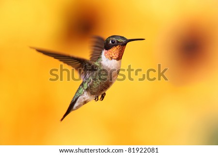 Male Ruby-throated Hummingbird (archilochus colubris) in flight with a colorful background of out of focus Sunflowers
