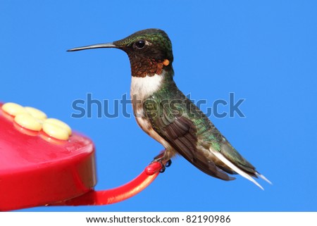 Male Ruby-throated Hummingbird (archilochus colubris) perched with a blue background