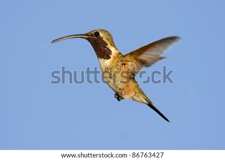 Male Lucifer Hummingbird (Calothorax lucifer) in flight with blue background.This bird is a very rare find in North America.