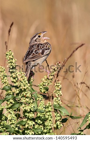 Threatened Grasshopper Sparrow (Ammodramus savannarum) singing on a plant stalk