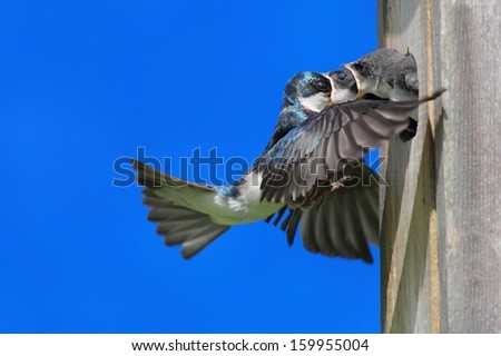 Tree Swallow (tachycineta bicolor) feeding hungry babies