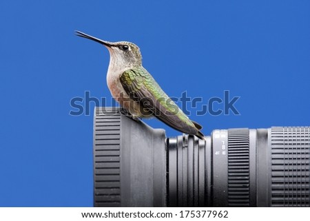 Male Ruby-throated Hummingbird (archilochus colubris) on a camera with blue background
