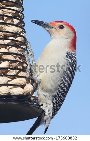 Male Red-bellied Woodpecker (Melanerpes carolinus) on a peanut feeder with a blue background