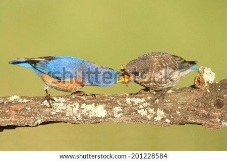 Eastern Bluebird (Sialia sialis) feeding a baby on a log with a green background