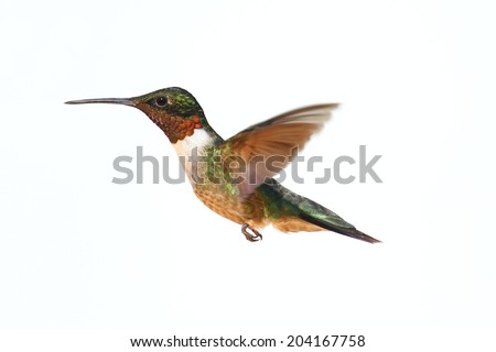 Ruby-throated Hummingbird (archilochus colubris) in flight isolated on a white background
