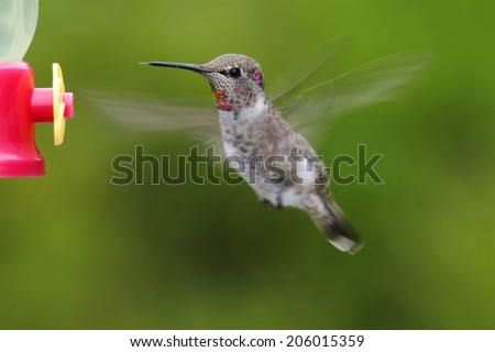 Annas Hummingbird (Calypte anna) in flight at a feeder with a green background