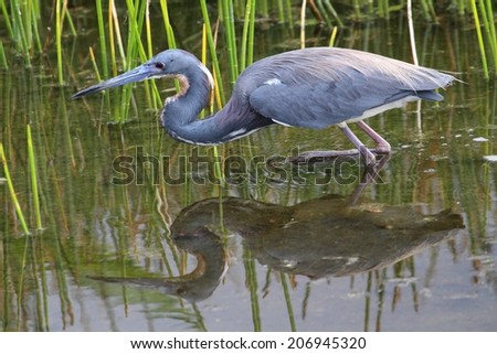 Tricolored Heron (Egretta tricolor) fishing in a pond with a reflection in the Florida Everglades