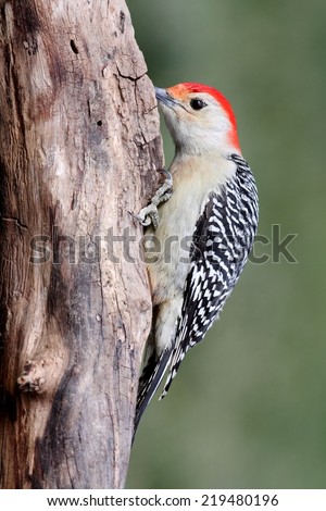 Female Red-bellied Woodpecker (Melanerpes carolinus) on a tree with a green background