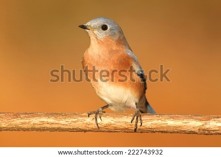 Male Eastern Bluebird (Sialia sialis) on a perch with a brown background