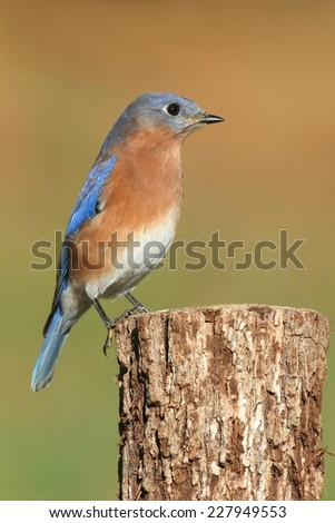 Male Eastern Bluebird (Sialia sialis) on a perch