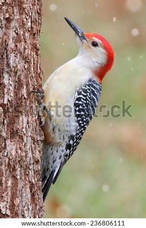 Male Red-bellied Woodpecker (Melanerpes carolinus) on a tree trunk in snow