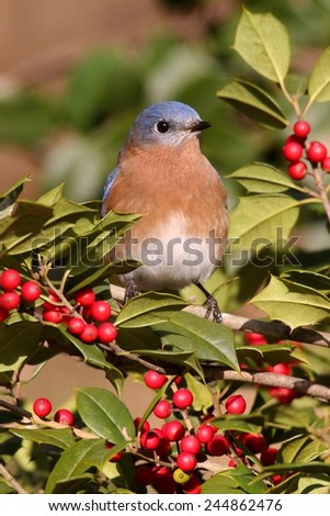 Male Eastern Bluebird (Sialia sialis) perched in a holly bush