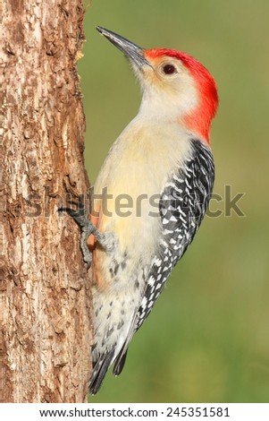 Male Red-bellied Woodpecker (Melanerpes carolinus) on a tree trunk