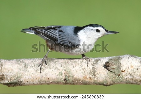 White-breasted Nuthatch (sitta carolinensis) on a Birch tree branch with a green background