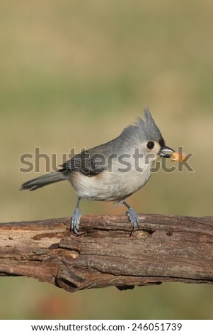 Hungry Tufted Titmouse (baeolophus bicolor) with a peanut and negative space