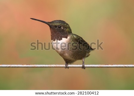 Male Ruby-throated Hummingbird (archilochus colubris) on a perch with a colorful background