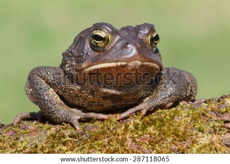 Male American Toad (Bufo americanus) with a green background