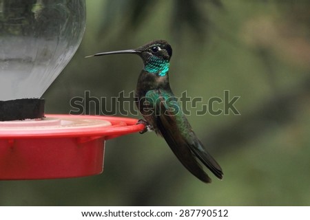 Male Magnificent Hummingbird (Eugenes fulgens) on a feeder