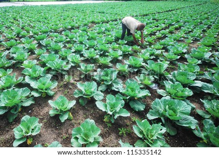 PAHANG-JULY 23:A foreign Indo worker works in a cabbage field on Aug 23 2005 in Cameron Highland, Malaysia.
