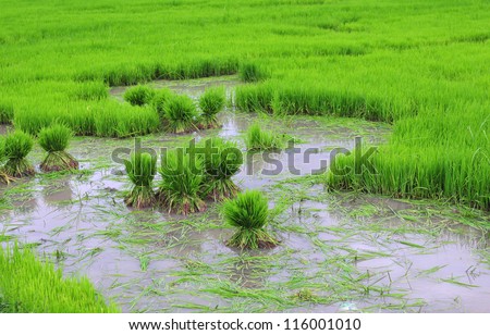 Rice field in early stage at Ubud, Bali, Indonesia