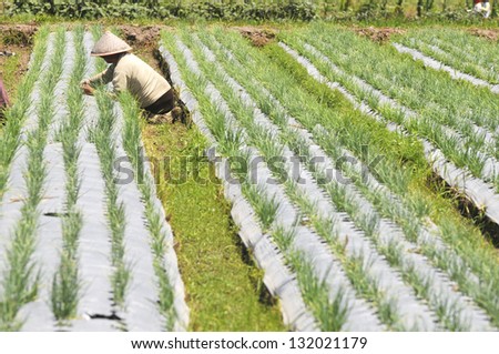 BALI,INDONESIA -DEC 1 : Unidentified Indonesian people working on the vegetables plant on December 1,2011 in Bali, Indonesia. Most agriculture in Indonesia are manual agriculture.
