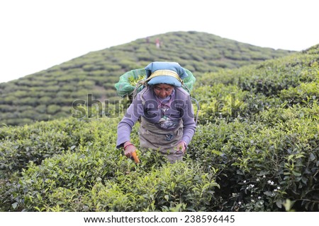 DARJEELING, INDIA, - NOVEMBER. 5. 2014: an unidentified Women pick up tea leafs by hand at tea garden in Darjeeling , one of the best quality tea in the world, India