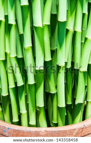 Lucky bamboo decoration for background