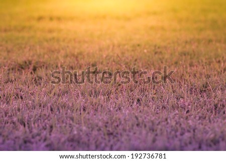 Spring or summer abstract nature background with grass in the meadow and sunset  in the back
