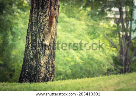 A brown Squirrel, climbing down a tree with room for your text.