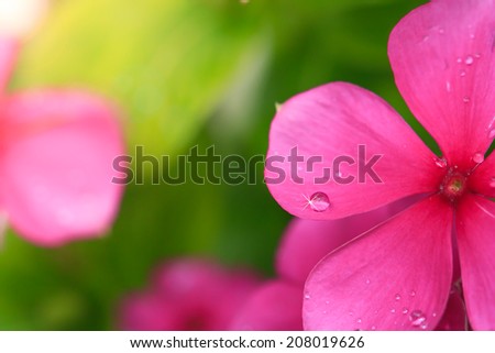 Beautiful pink flower petal with water drop