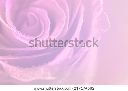 light  roses in soft color and blur style for background
