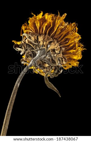 A dried sunflower illuminated by a strong side light. Focus is on the receptacle.