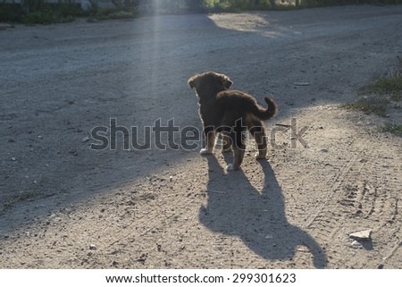 street dog watch sun light