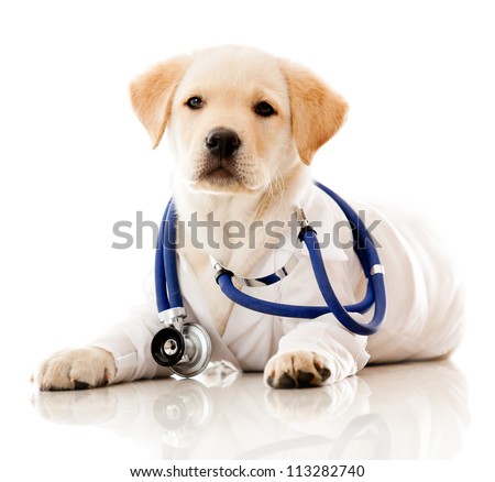 Little dog as a vet wearing robe and stethoscope - isolated over a white background