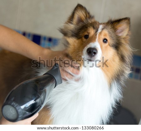Beautiful dog being groomed at a spa with a hairdryer
