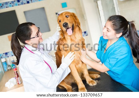 Dog being examined at the vet by a doctor and her assistant