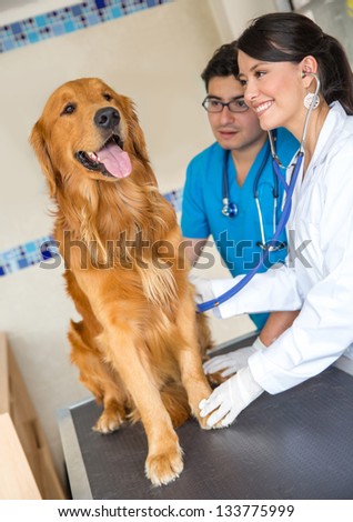 Doctors examining a very cute dog at the vet